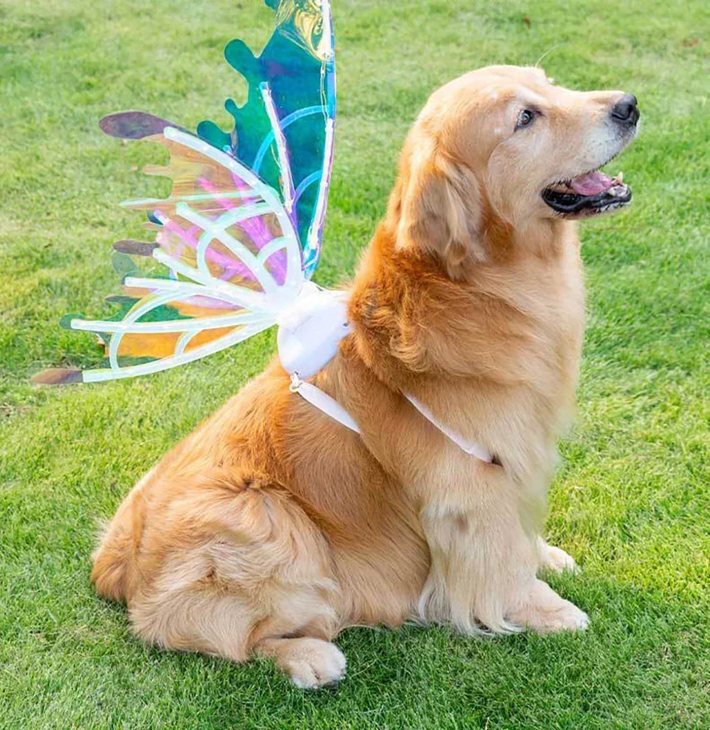Luminous Butterfly Wings Toy for Pets – Magical Glow – Size Reference | Toki Toy Box